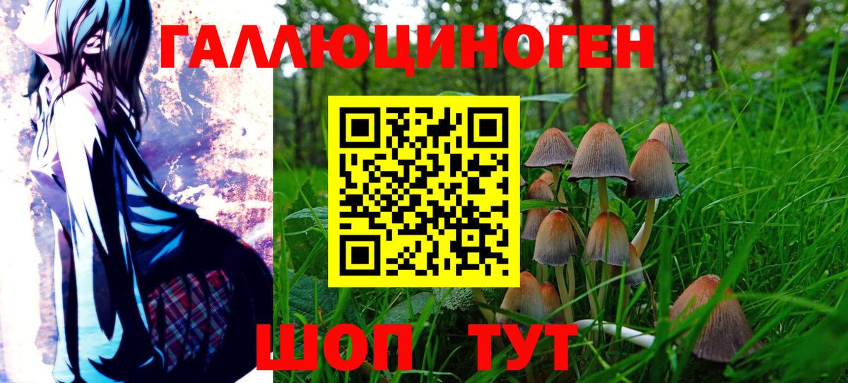 Псилоцибиновые грибы Psilocybine cubensis Нефтекумск